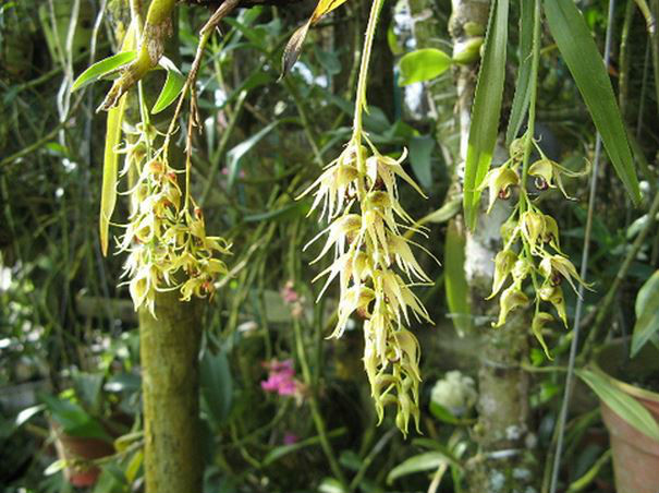  p>梳唇石斛(学名: i>dendrobium strongylanthum /i>  rchb. f.