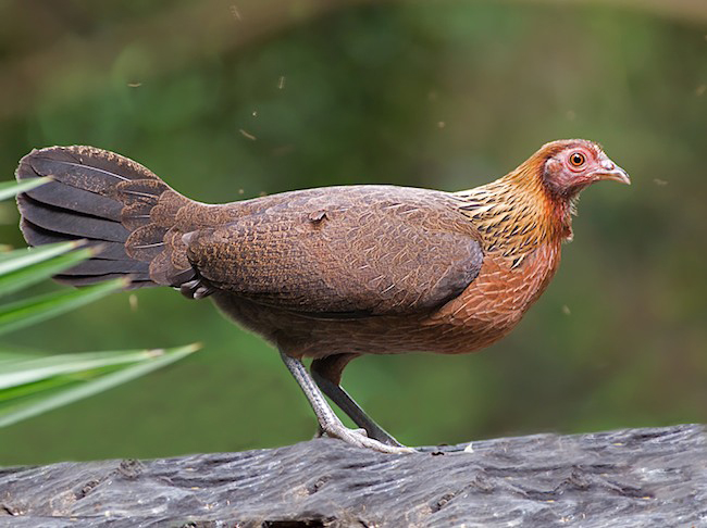 拉丁学名 i>gallus gallus spadiceus, /i>是原鸡的亚种之一,母鸡体长