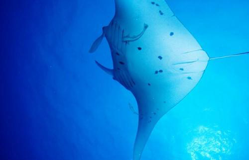 bathyraja  isotrachys