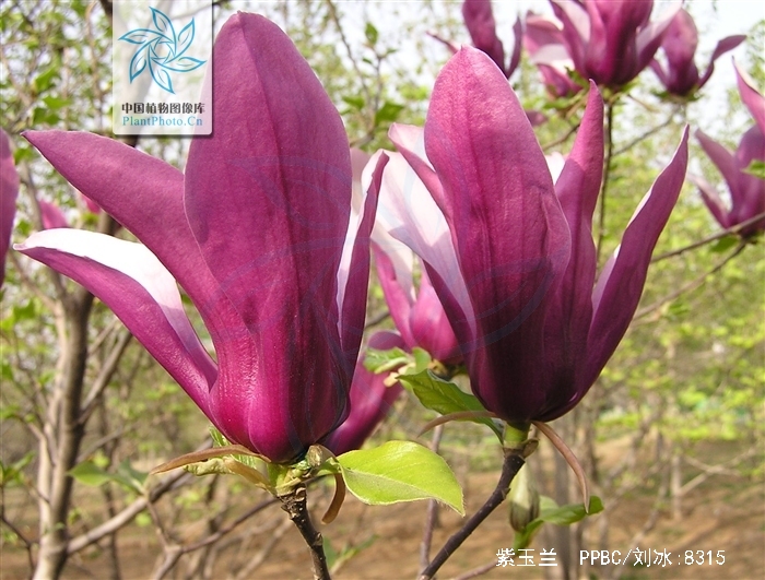  p>紫玉兰(学名: i>magnolia liliflora  /i>desr.