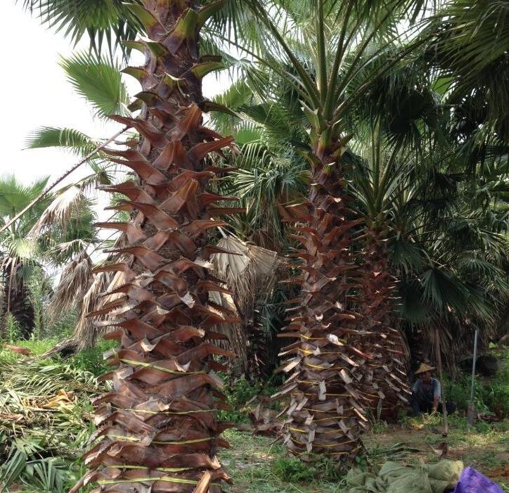  p>丝葵属,植株高大,粗壮,乔木状,单生,无刺,多次开花结实;茎通常部分