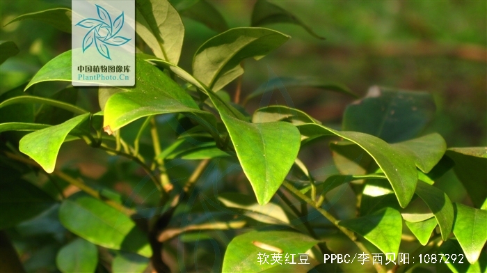  p>软荚红豆(学名: i>ormosia semicastrata /i> hance)是豆科,红豆属