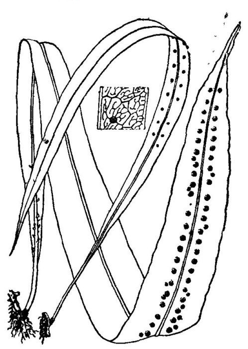  p>大叶骨牌草(又名:七星剑,大金刀,一包针)是一味草药.