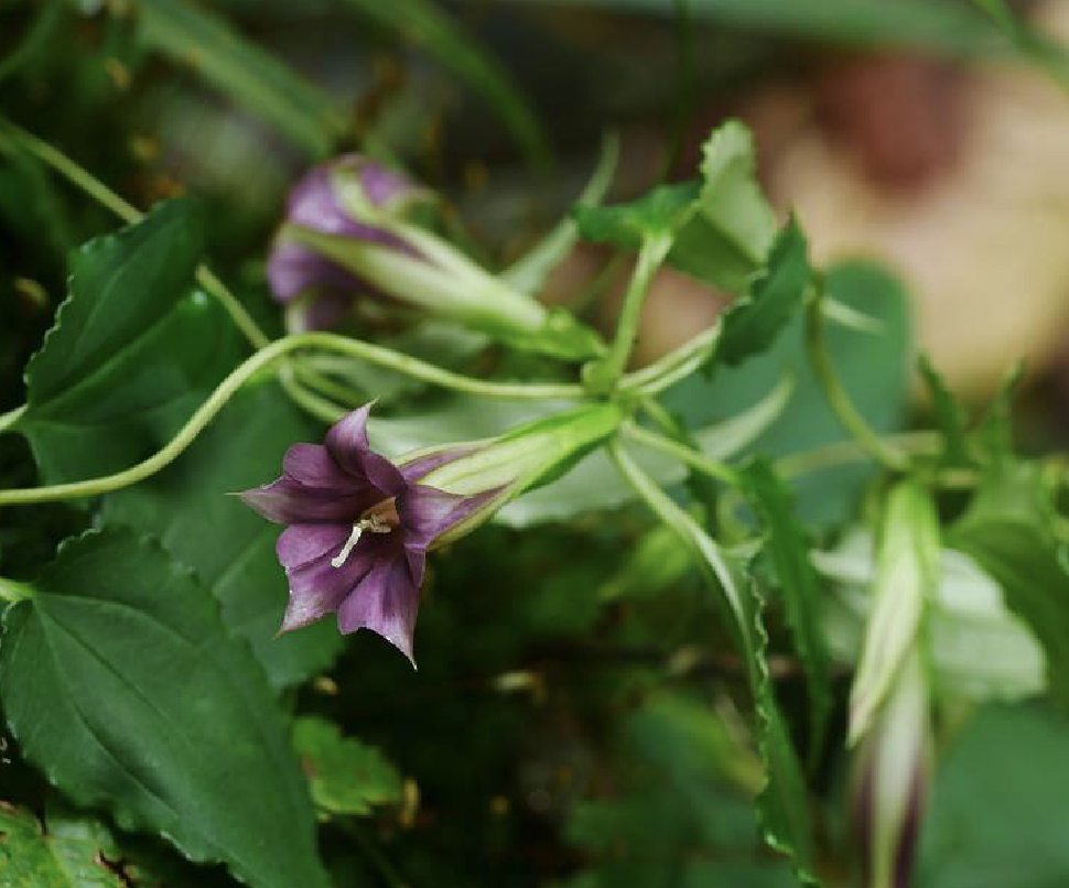  p>峨眉双蝴蝶(学名: i>tripterospermum cordatum /i> (marq.) h.