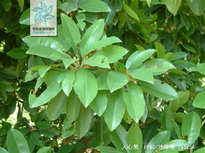  p>人心果(学名: i>manilkara zapota   /i>(linn.