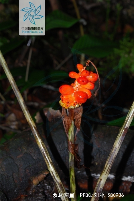arisaema biauriculatum w. w. sm. ex hand.-mazt.
