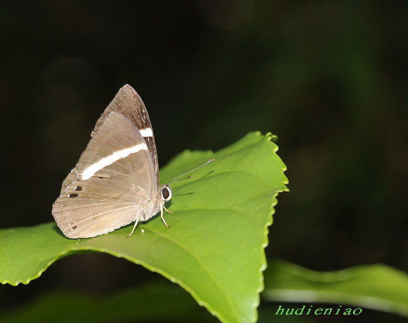  p>白带褐蚬蝶(学名:abisara fylloides)为 a target="_blank" href="