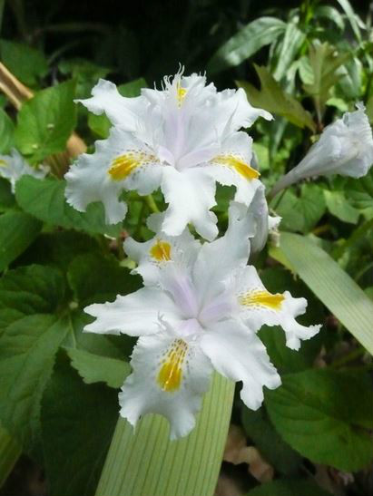  p data-id="tzr5lg22lfbl">蝴蝶花( i>iris japonica /i> thunb.