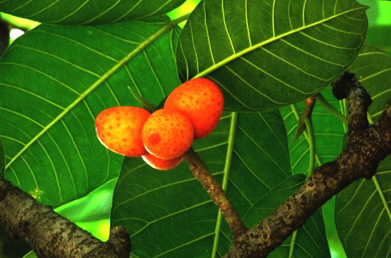  p>枕果榕(学名: i>ficus drupacea /i> thunb.