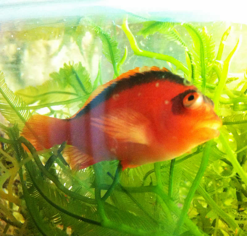  p>红鹰,也叫美国红鹰,学名盔新   , i>neocirrhites armatus /i>