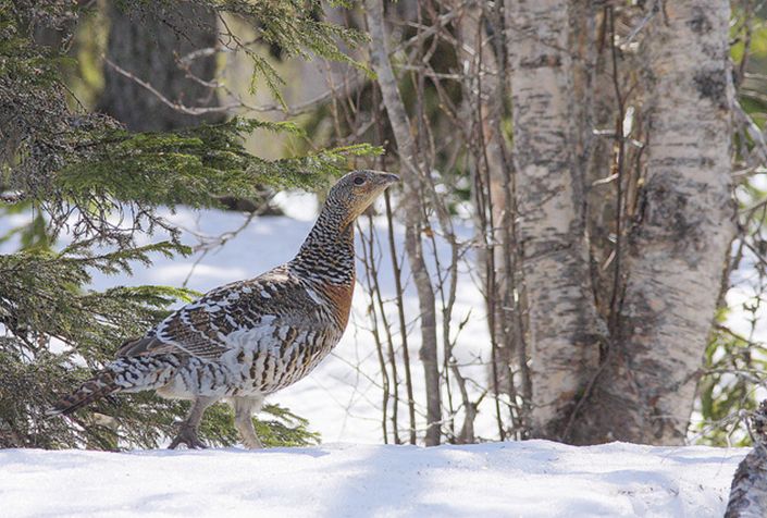  p>松鸡(学名: i>tetrao urogallus /i>):是 a target="_blank" href=