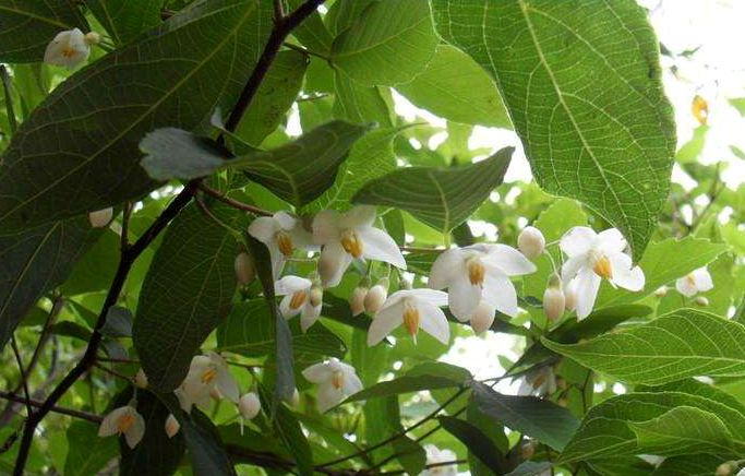  p>浙江安息香(学名: i>styrax zhejiangensis /i> s. m. hwang et l.