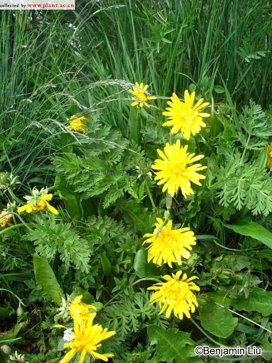  p>白缘蒲公英(学名: i>taraxacum platypecidum diels /i>)是 a href