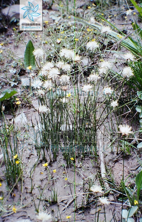  p>葱状灯心草,拉丁学名: i>juncus allioides franch.