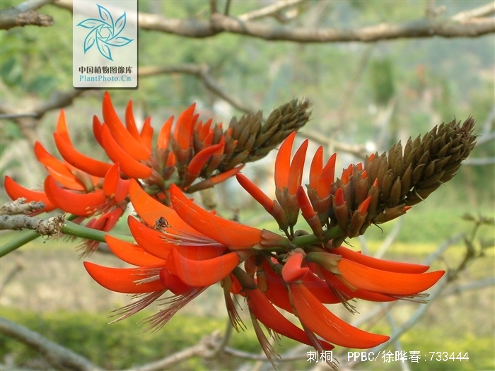  p>刺桐(学名: i>erythrina variegata /i> linn.