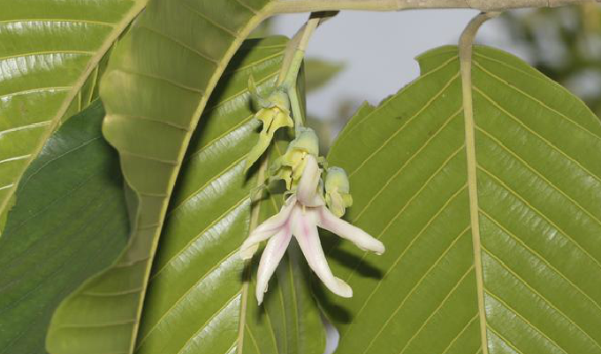 龙脑香树 全网资源