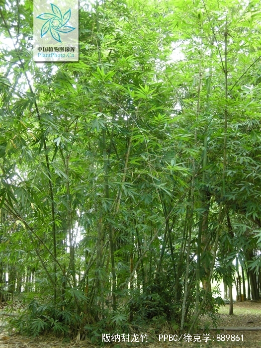  p>版纳甜龙竹(学名: i>dendrocalamus hamiltonii  /i>nees et arn.