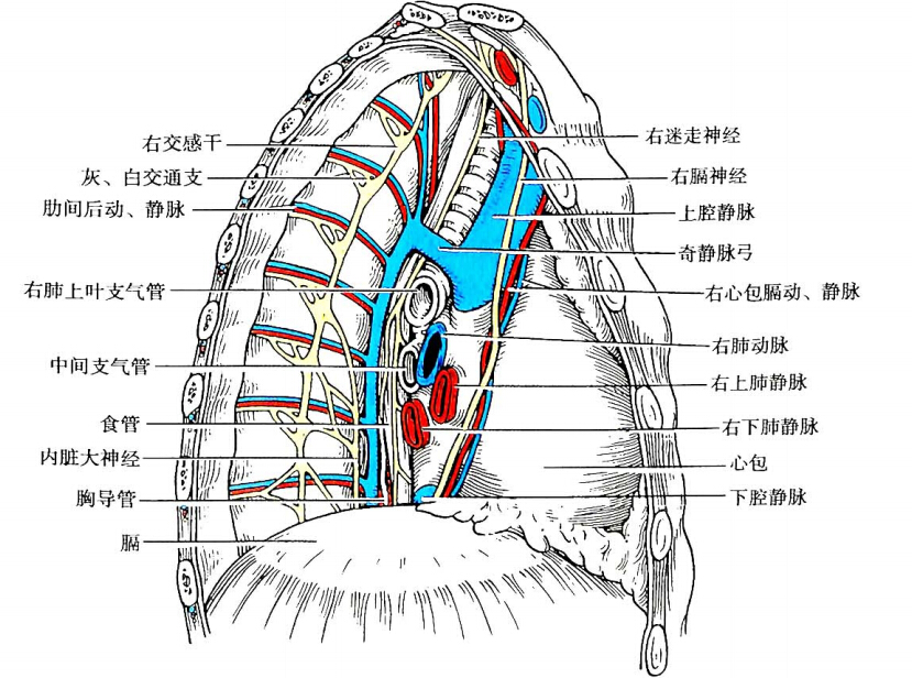  p>纵膈和纵隔属于同一个解剖部位.
