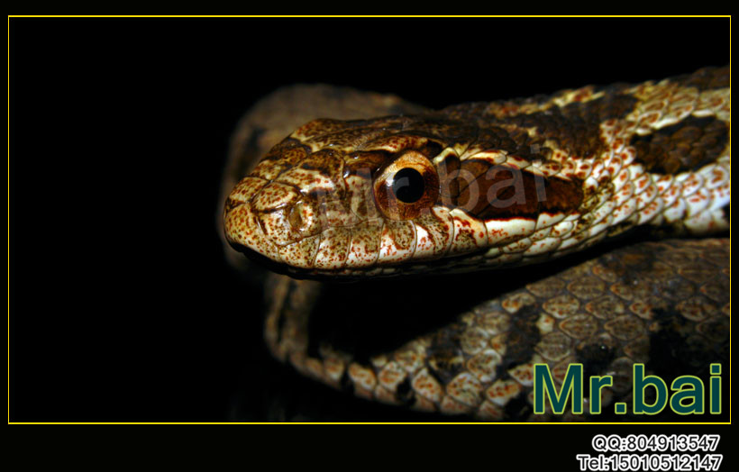  p>团花锦蛇为游蛇科锦蛇属的爬行动物,俗名黑镶锦蛇,花长虫.