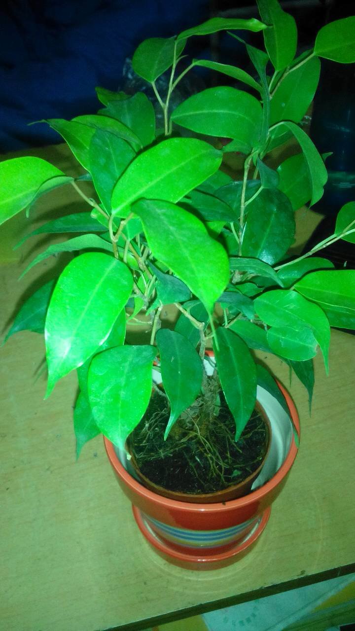  p>黄果榕(学名:ficus benguetensis merr.