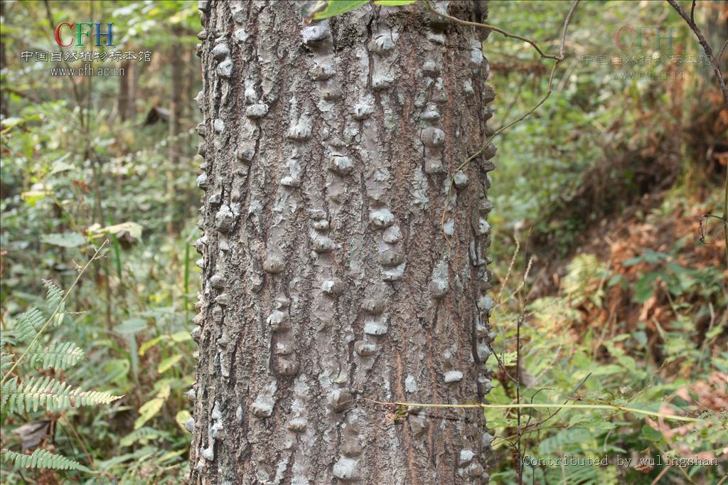 刺楸树根