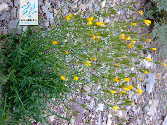 babcock et stebbins)是菊科黄鹌菜属植物,基生叶多数或极多数,长7