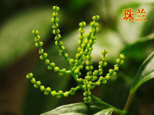 珠兰（袁枚的诗《珠兰》）_百度百科