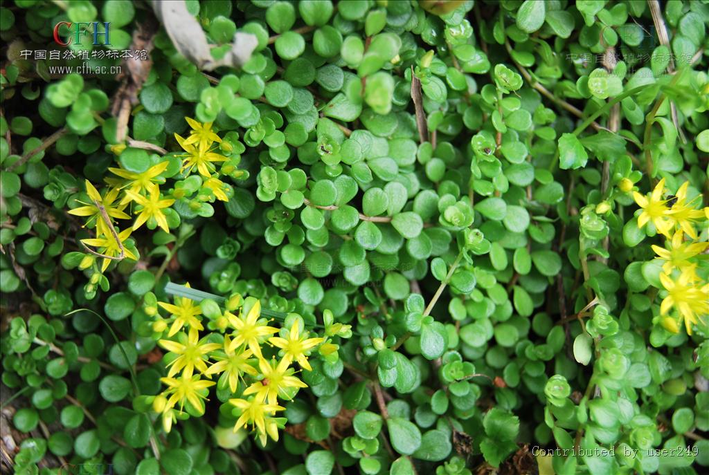  p data-id="ta2lvsju8qyk">圆叶景天( i>sedum makinoi /i> maxim.