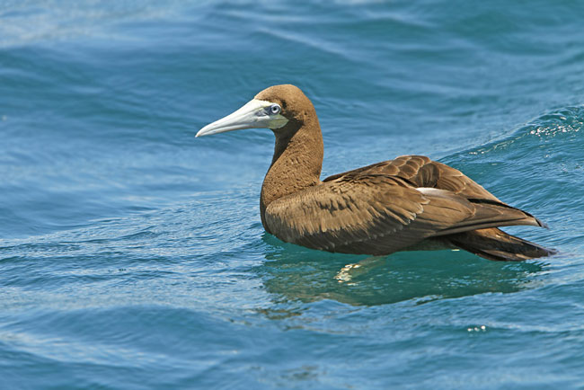 大型的 a target="_blank" href="/item/海鸟/3589123" data-l