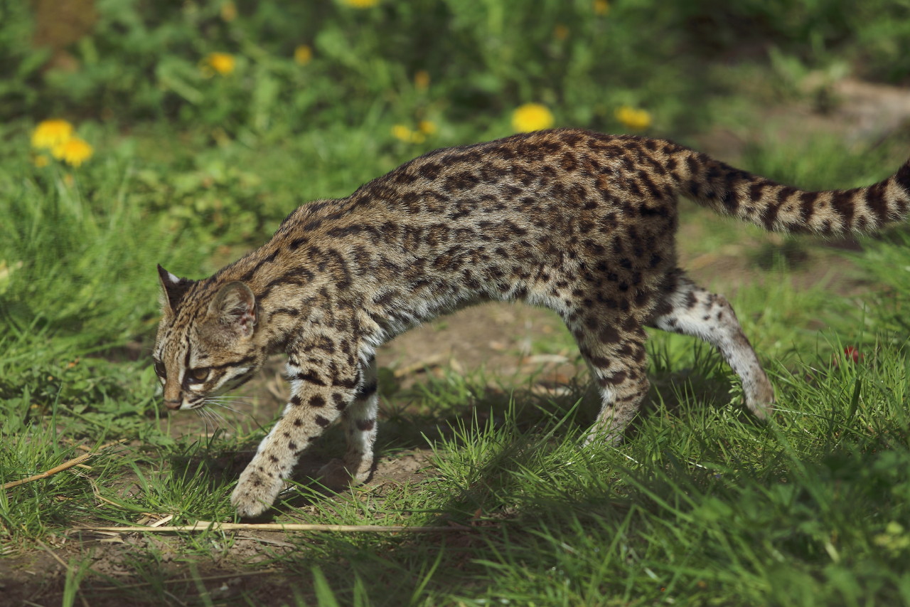  p>小斑虎猫(学名: i>leopardus tigrinus /i>):是虎猫属动物中体形最