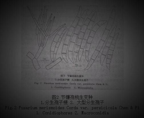 节镰孢桃生变种