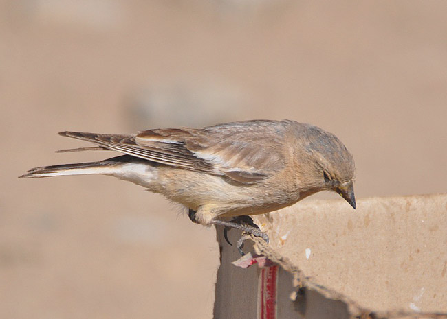  p>褐翅雪雀(学名: i>montifringilla adamsi /i>):为 a href="#"