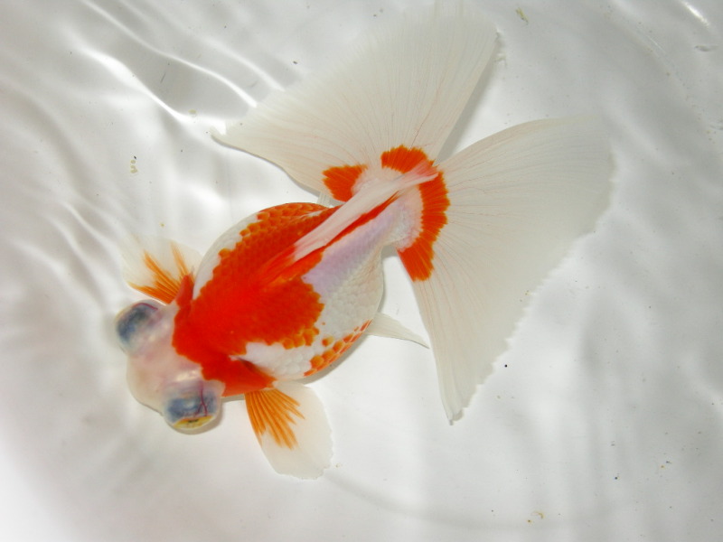 红白花龙睛金鱼