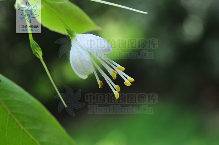 halesia ellia ex linn.