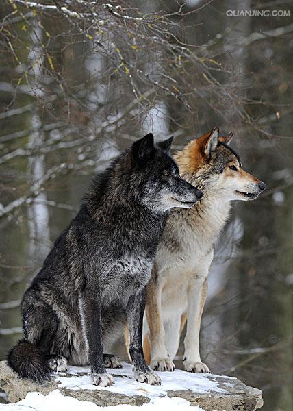  p>苔原狼 i>(学名:canis lupus albus) /i>是灰狼的一个亚种,属于