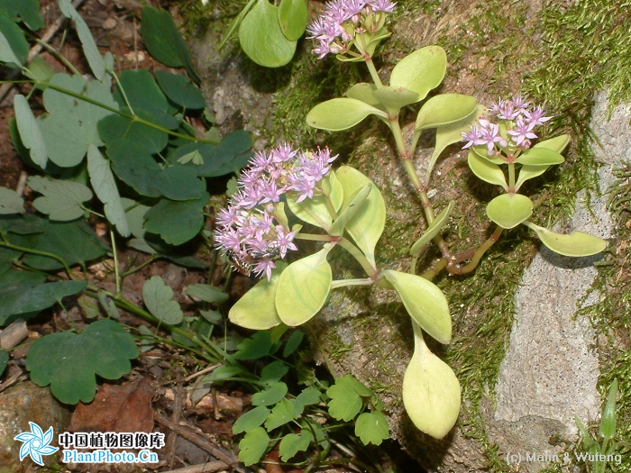  p>一年生或二年生草本,全株无毛.生于海拔800-2000米的山坡林下.