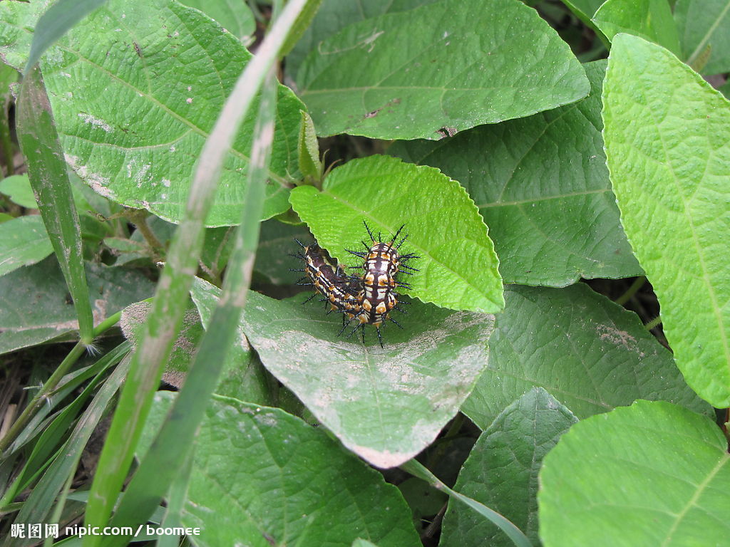 巴西毛毛虫