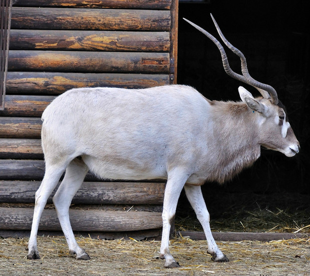  p>旋角羚(学名: i>addax nasomaculatus /i>):体型较大,体长1.5-1.