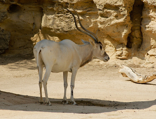  p>旋角羚(学名: i>addax nasomaculatus /i>):体型较大,体长1.5-1.