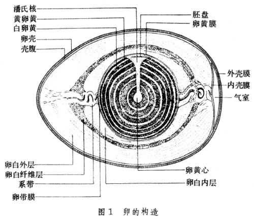 鸟卵