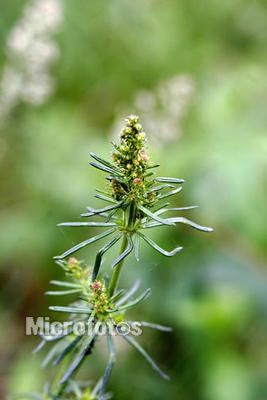 3pgs5wy">黄牛尾又名蓬子菜,是茜草科拉拉藤属多年生直立草本植物