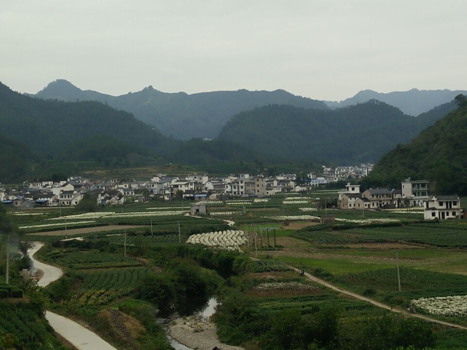 西坡村