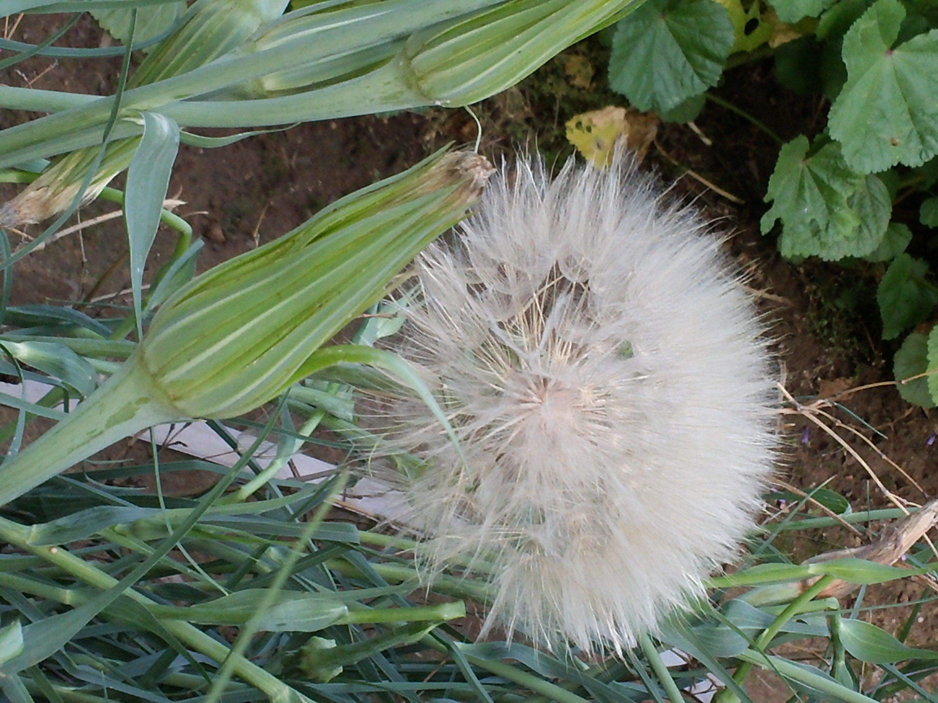 是菊科,婆罗门参属二年生 a target="_blank" href="/item/草本">