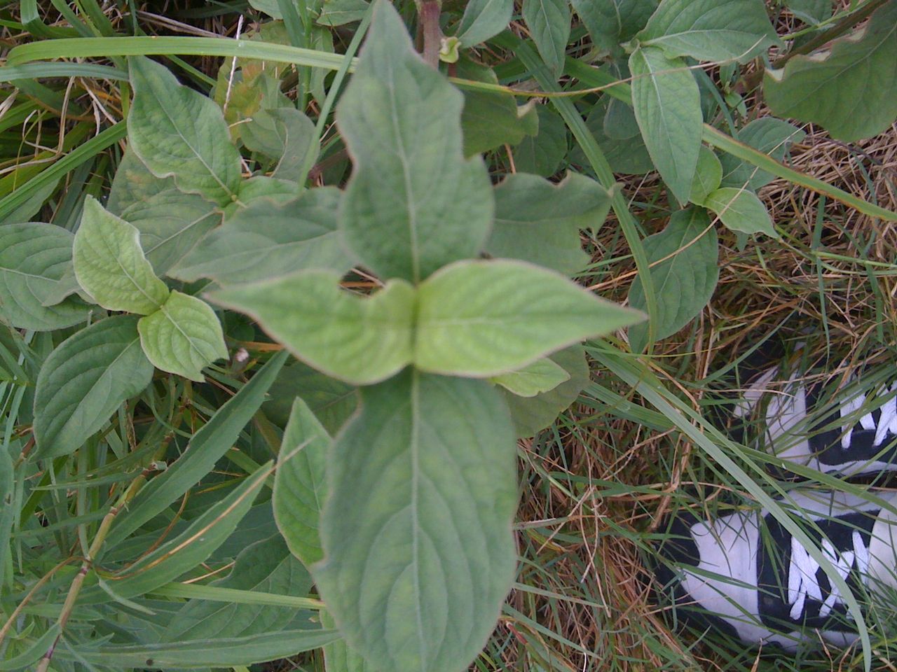 target="_blank" href="/item/糯米团/18275287" data-lemmaid