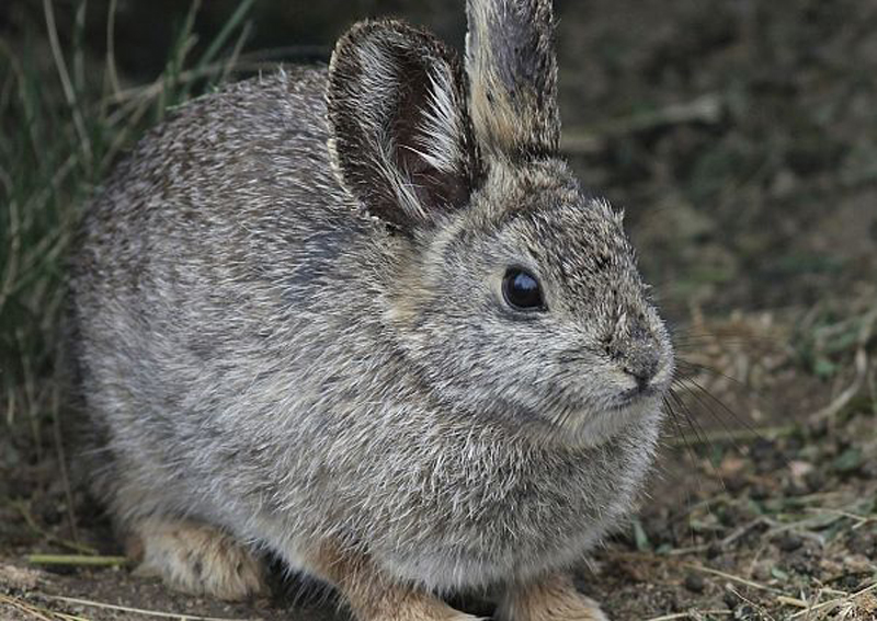 brachylagus idahoensis