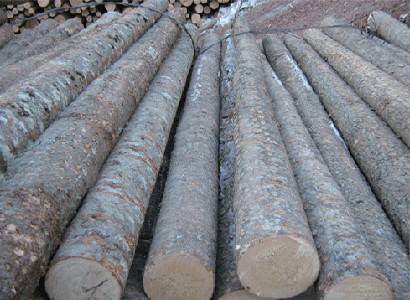 具柄西非肉豆蔻