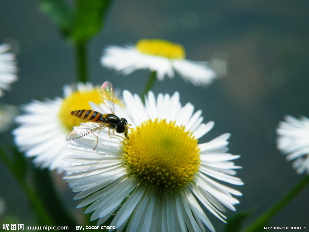  p>禾谷缢管蚜, i>rhopalosiphum padi /i>,为半翅目蚜科缢管蚜属的一