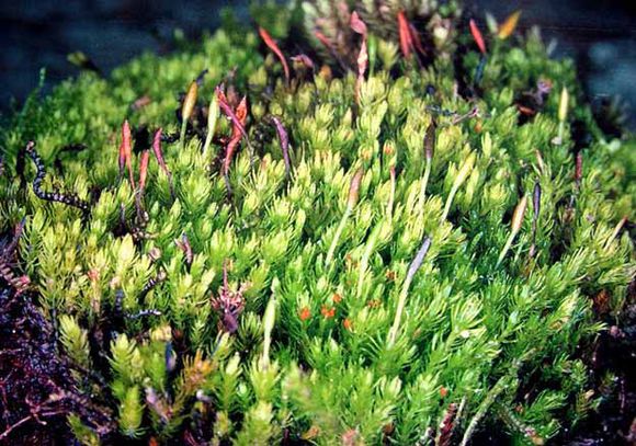  p>藻苔属是苔纲中最原始的一属.高约0.