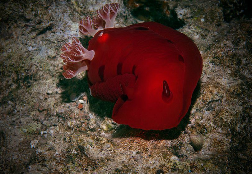  p>六鳃海牛( i>hexabranchus sanguineus /i>):亦称 a target="