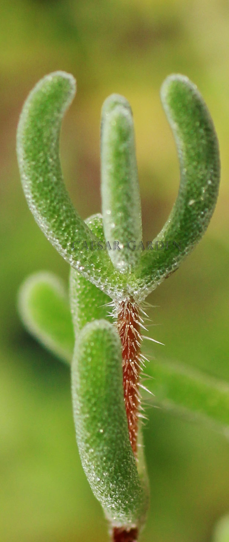 番杏科一年生肉质草本植物,茎直立,卵状叶片,花呈黄绿色,陀螺型果实
